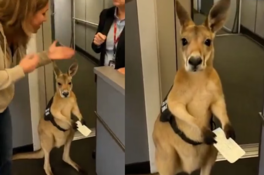 Imagem de um canguru segurando uma passagem craida por IA